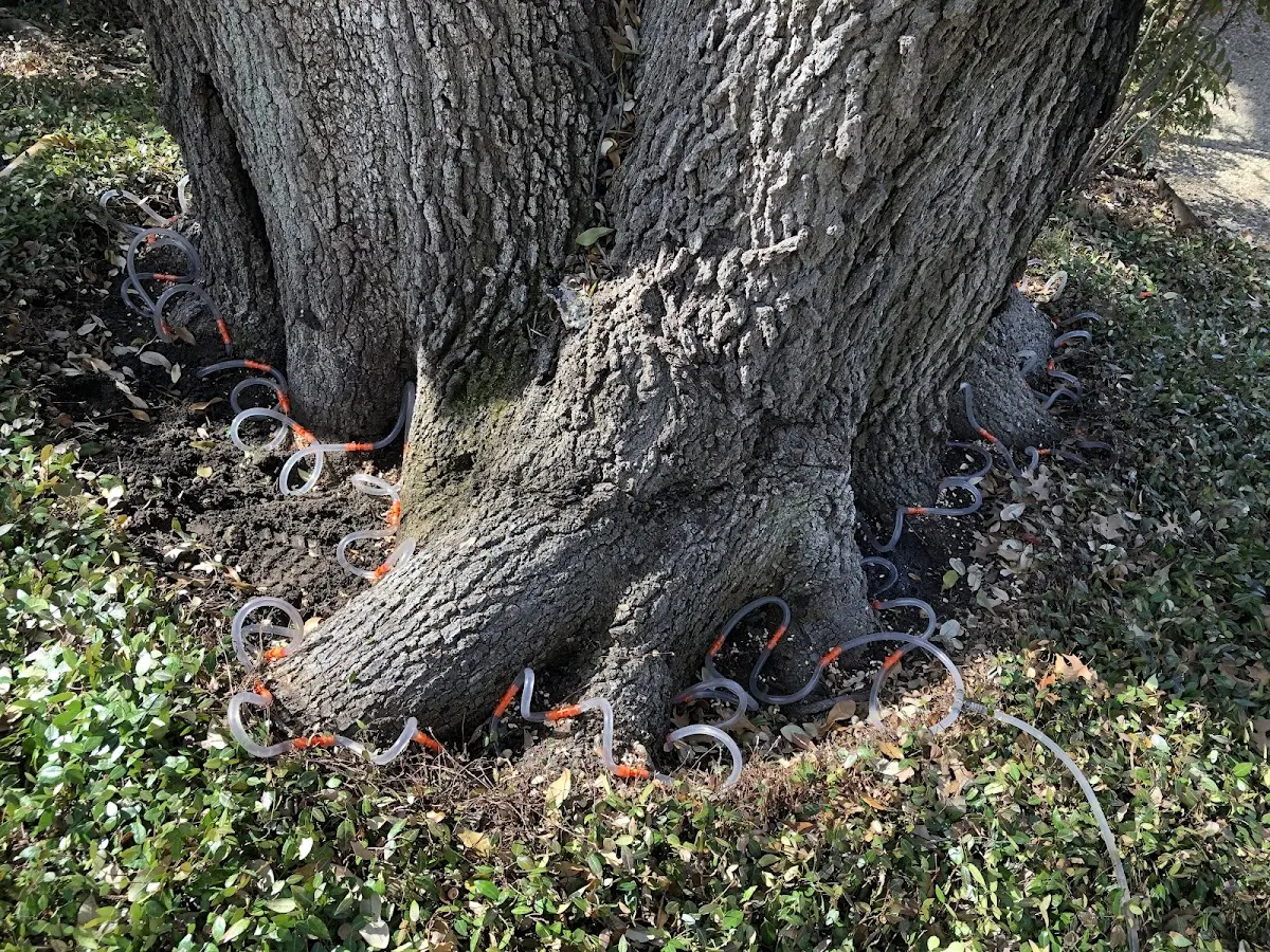 Detailed Tree Cabling and Bracing job site in Zion