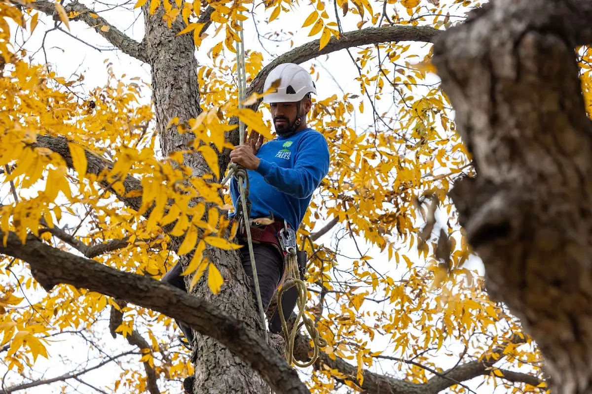 Skilled Storm Damage Cleanup crew working in Zion