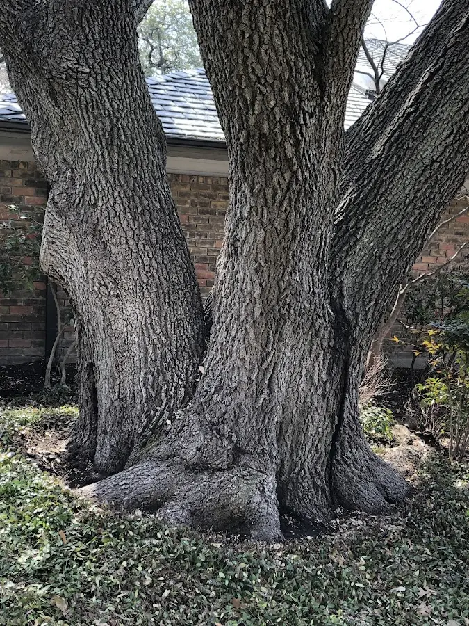 Mature heritage tree close to a Zion property cared for by certified arborists